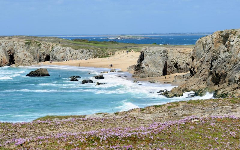 les fleurs "Armerie maritime"