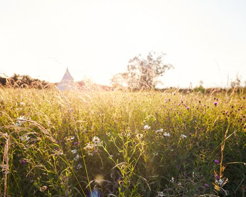 Exterior View Of Teepee Tent On Camp Site Pitched In Field Of Wild Flowers With No People