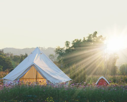 summer white camping in flowers field in the morning.